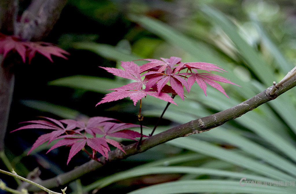 IMGP8757副本.jpg