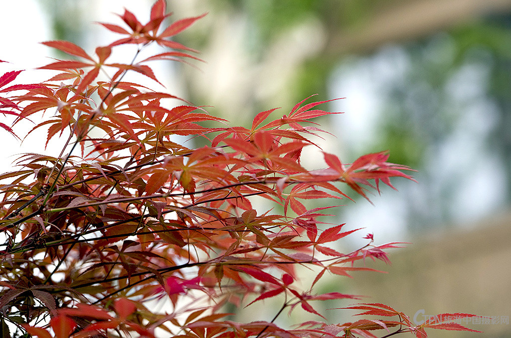 IMGP8762副本.jpg