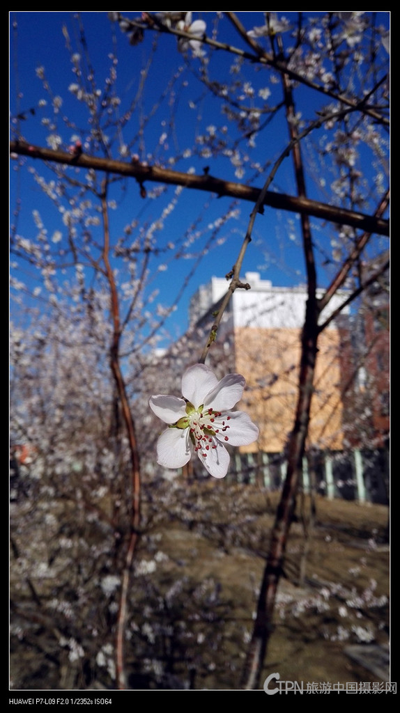 桃花依旧笑春风3.jpg