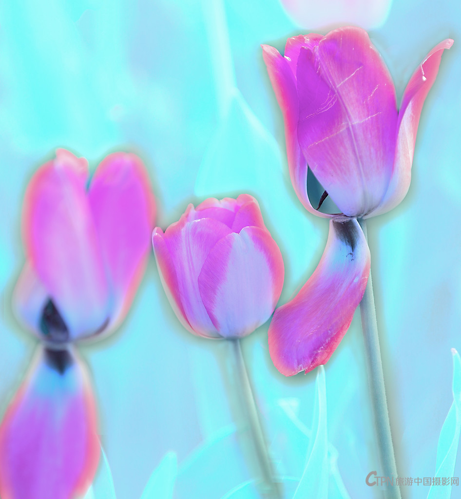 _T0A7750.jpg