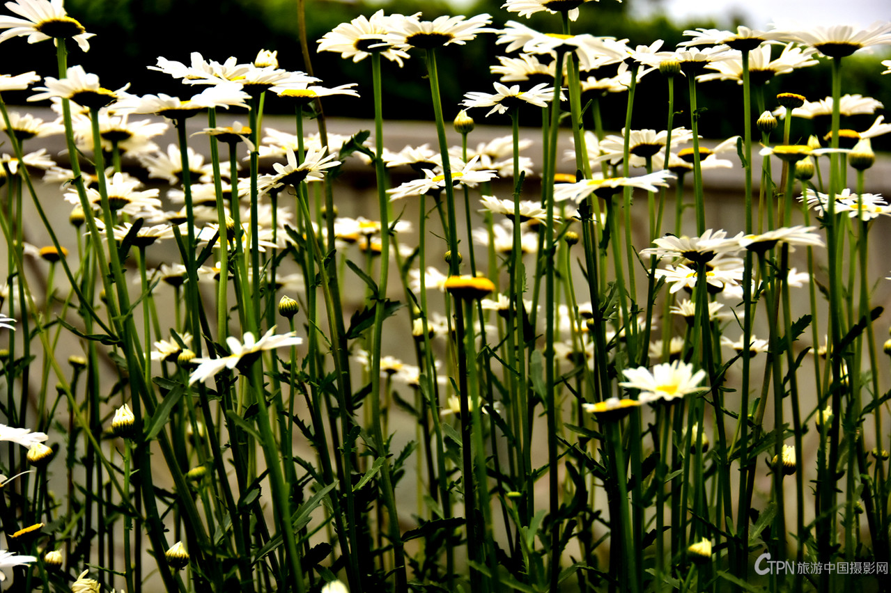 DSC_6349.JPG