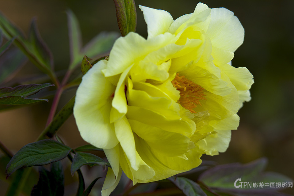 DSC_21791.jpg
