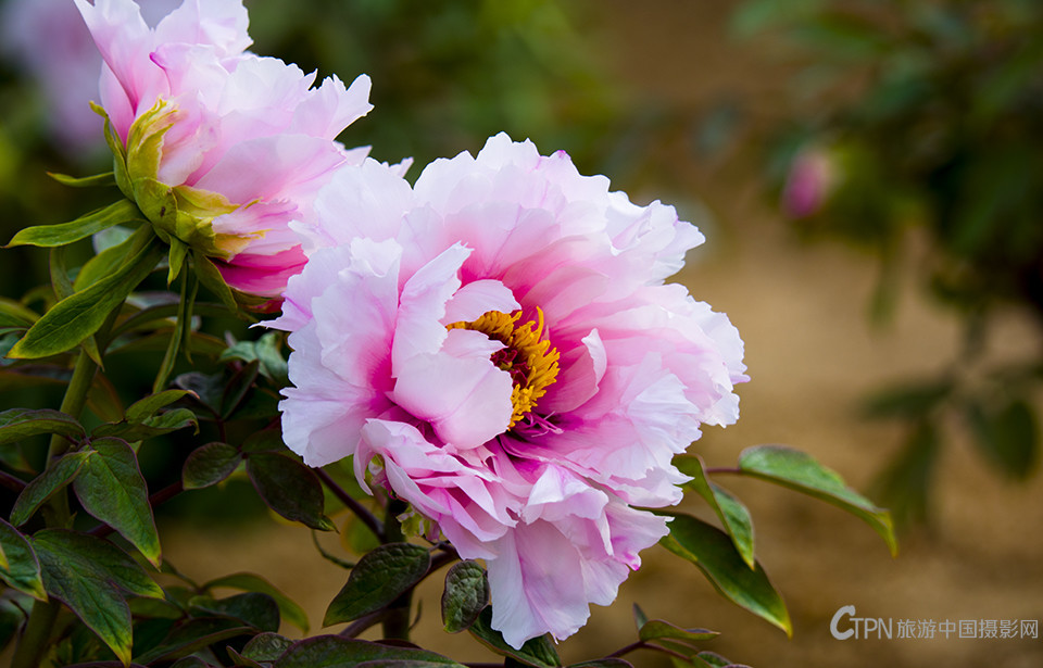 DSC_21811.jpg