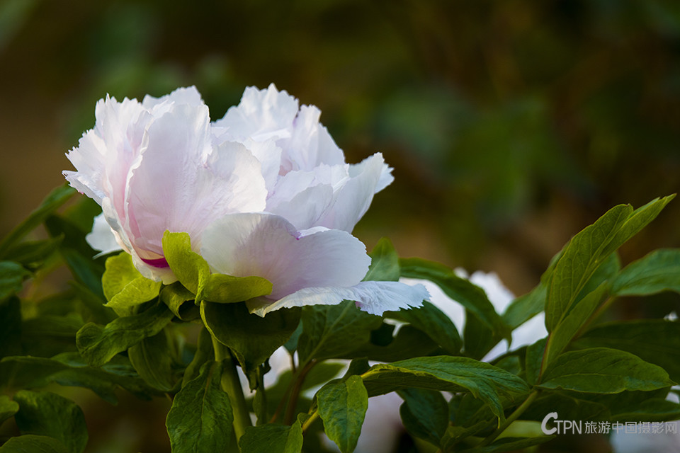 DSC_23341.jpg