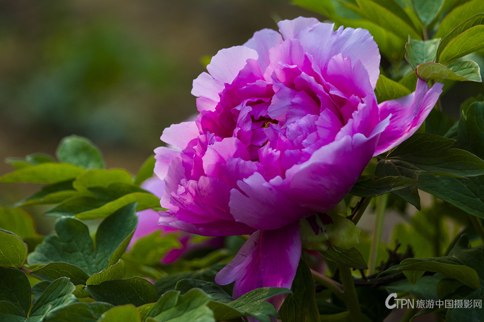 DSC_23451.jpg