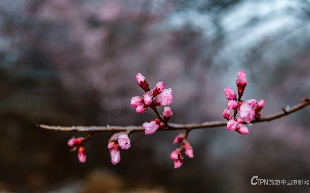 8E6A6293_副本.jpg