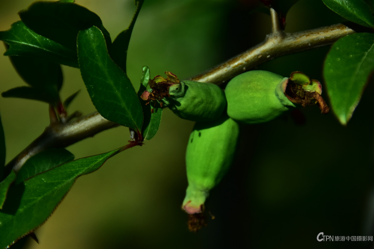 DSC_6158.JPG