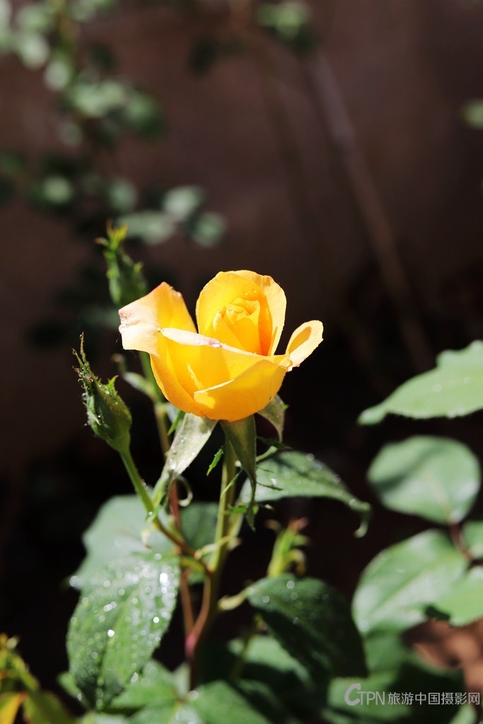 IMG_1366_副本.jpg