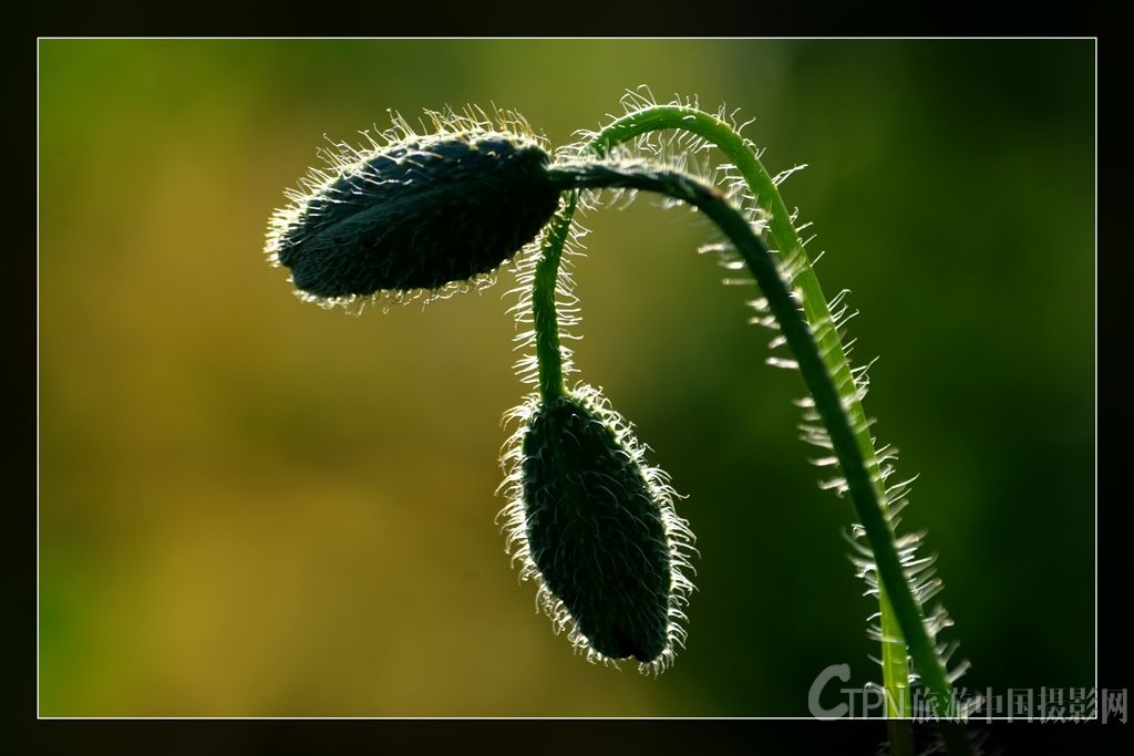 DSC_8642.jpg