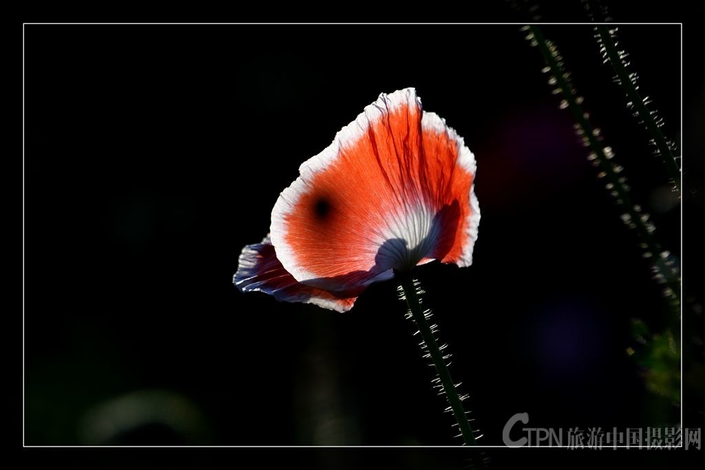DSC_8645.jpg