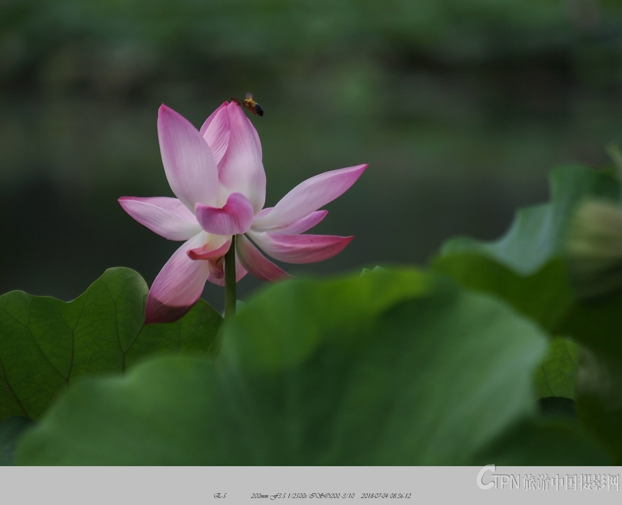 P7040621_副本.jpg