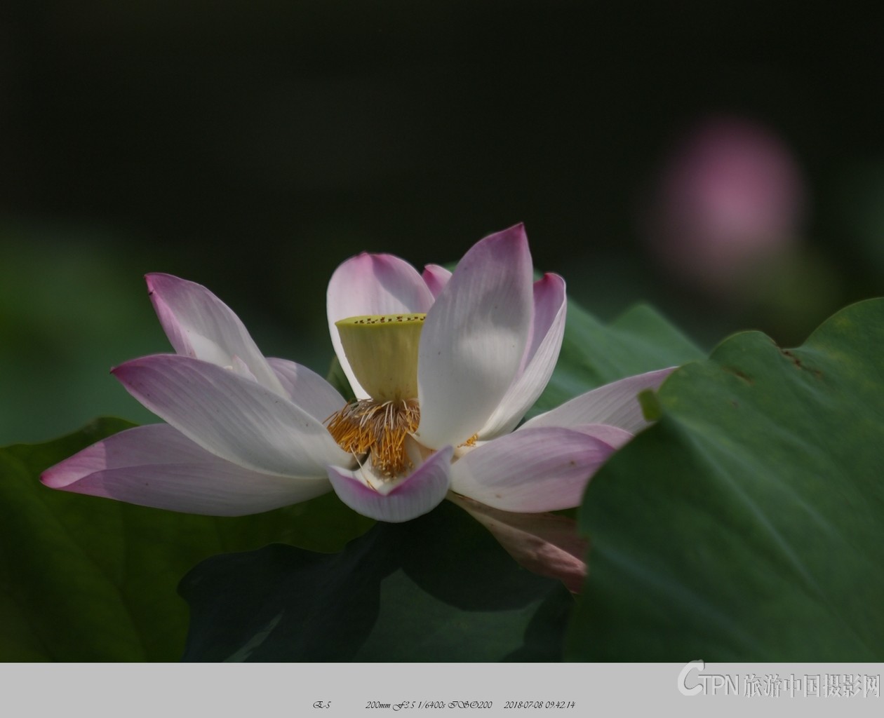 P7081290_副本.jpg