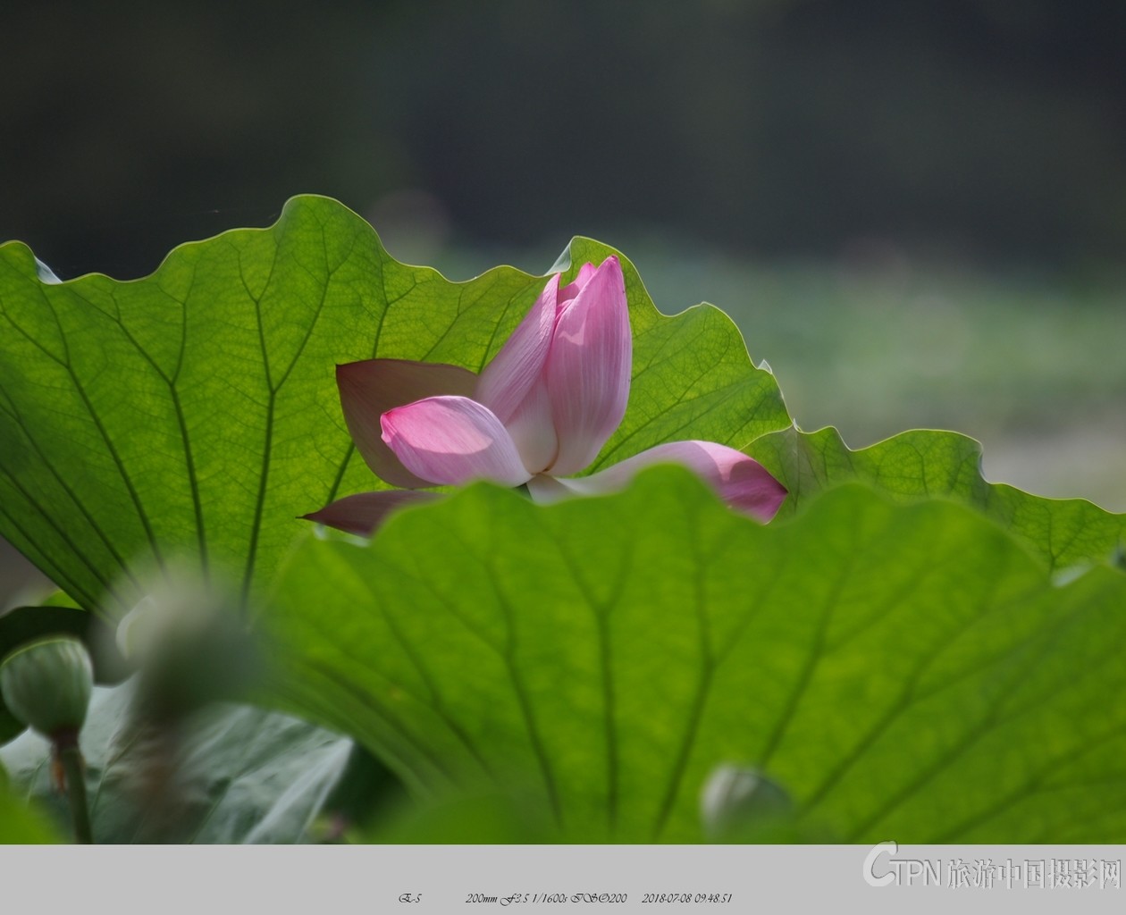 P7081309_副本.jpg