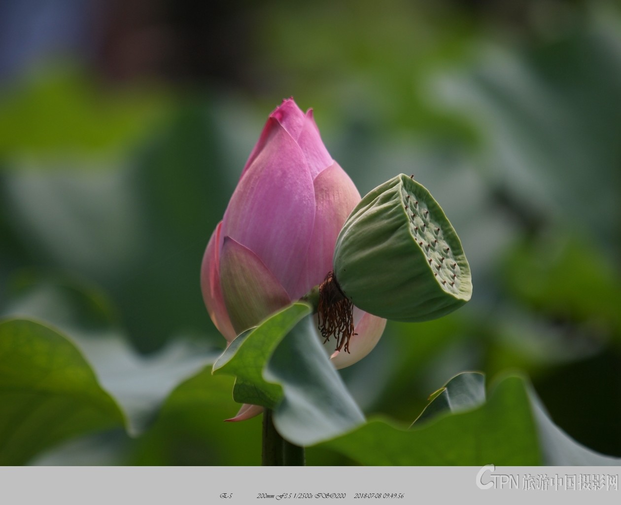 P7081310_副本.jpg