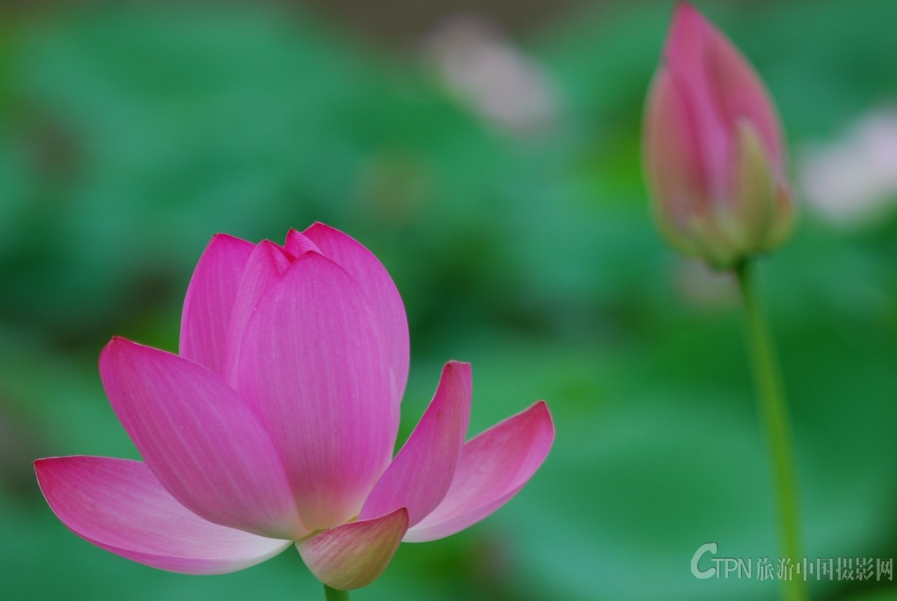 DSC_6001_副本.jpg