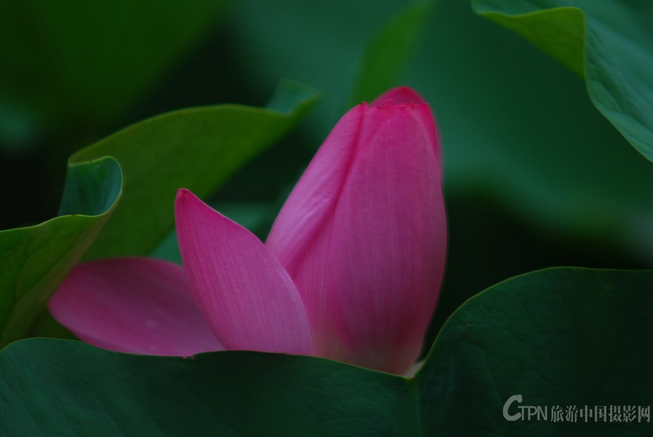 DSC_6007_副本.jpg