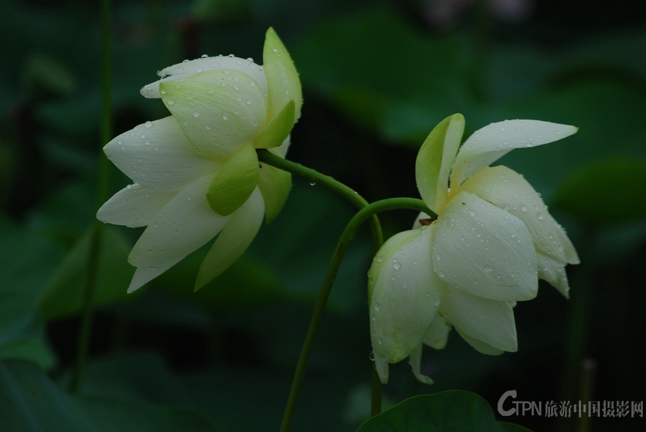 DSC_6086_副本.jpg