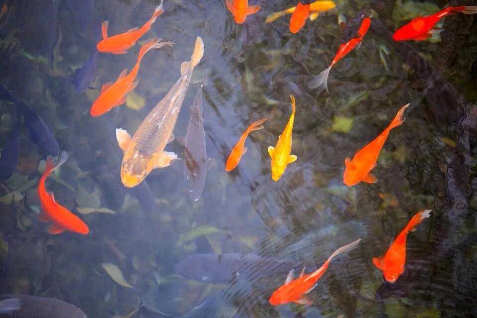 wechat_upload15446268905c1122ca165fa