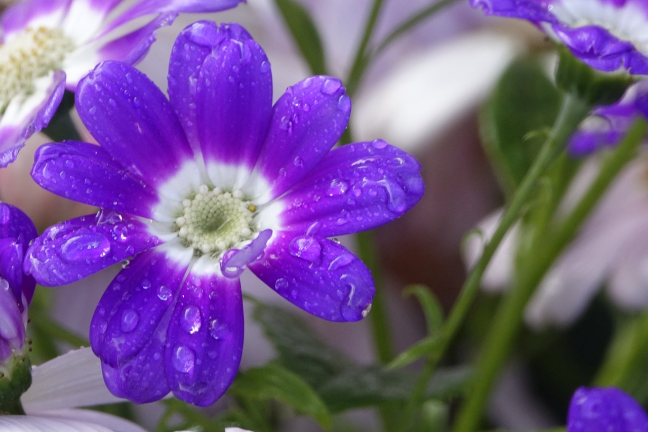 雨后的小花09.jpg