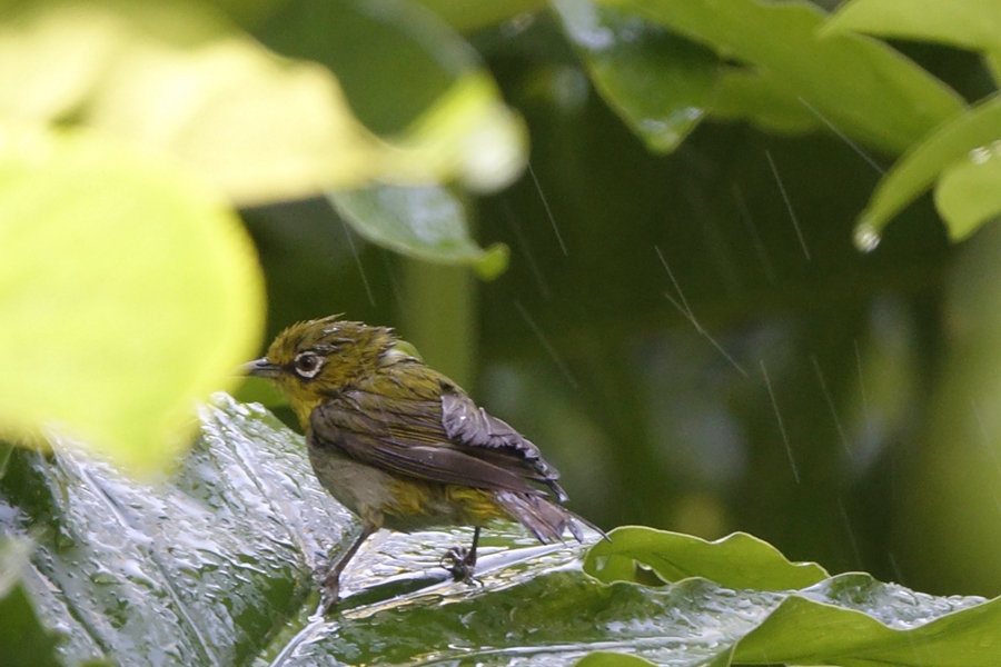 “蹭淋浴”的小鸟43.jpg
