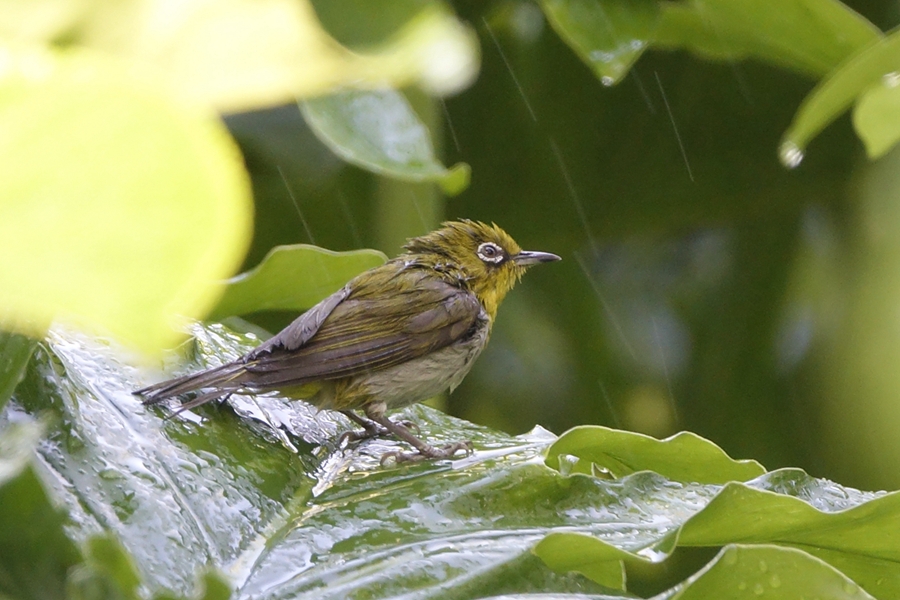 “蹭淋浴”的小鸟44.jpg
