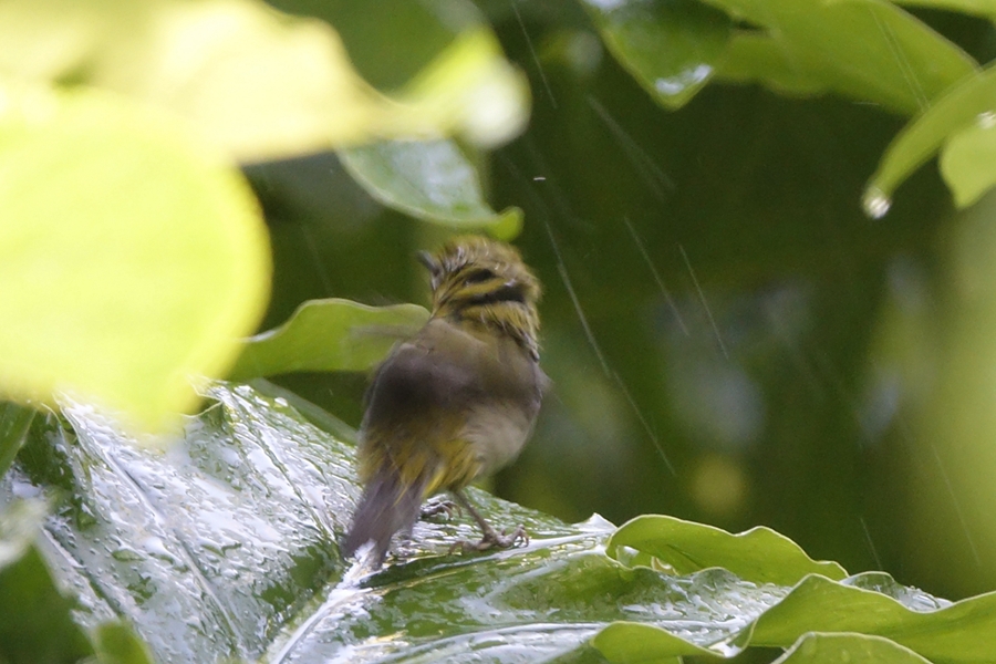 “蹭淋浴”的小鸟46.jpg