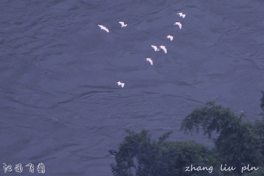 江面飞鹤05.jpg