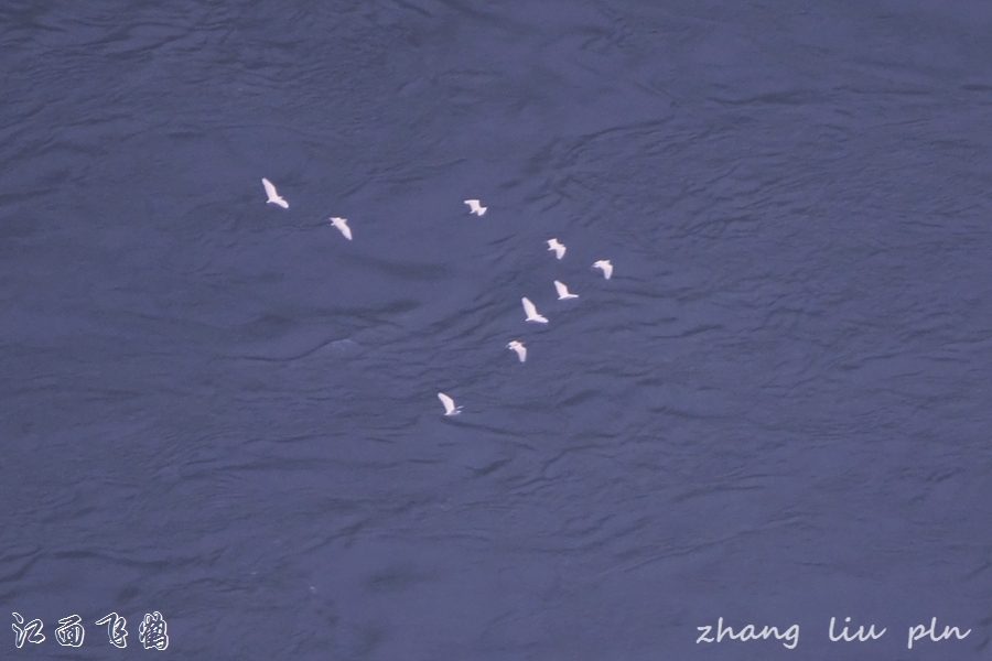 江面飞鹤07.jpg