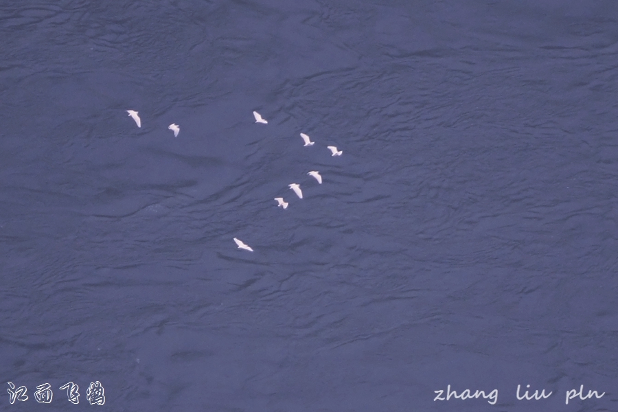 江面飞鹤08.jpg