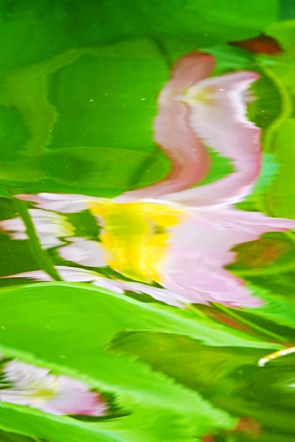 水中花01.jpg