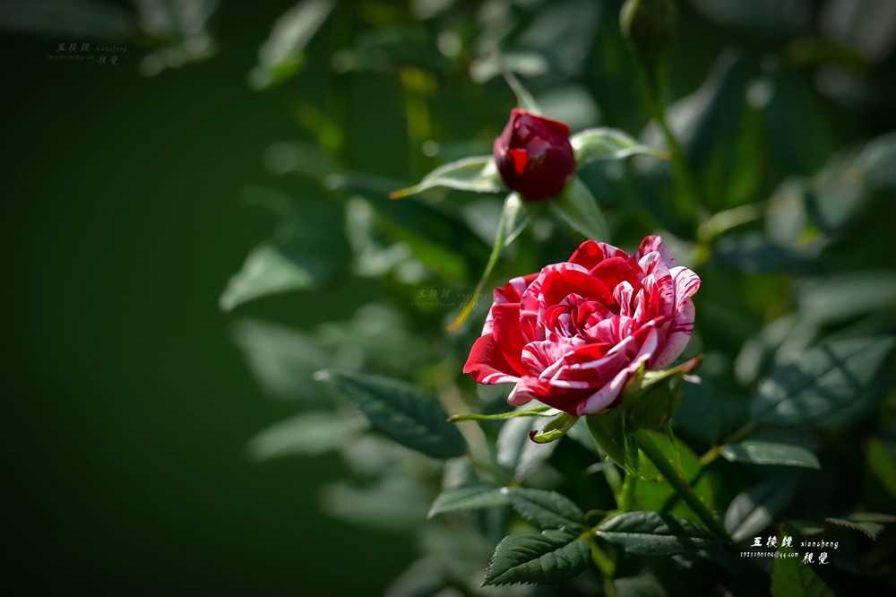 DSC_7678.JPG