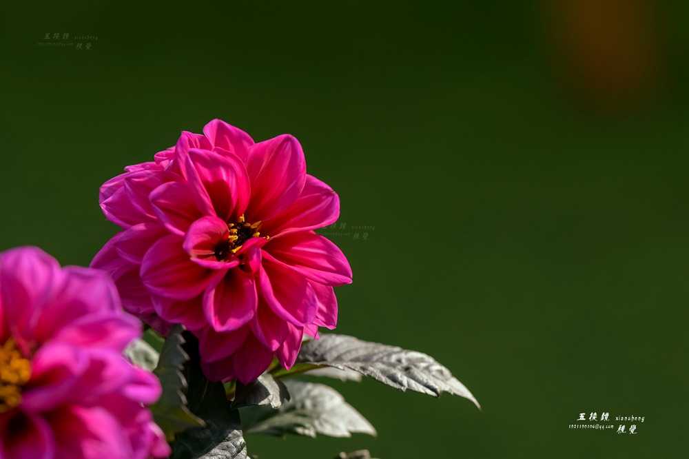 DSC_7678.JPG
