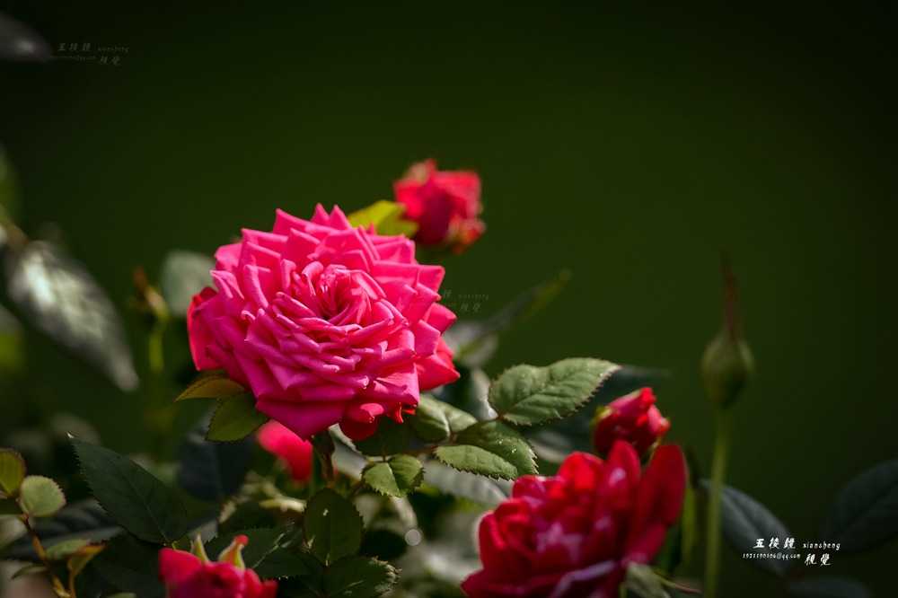 DSC_7678.JPG