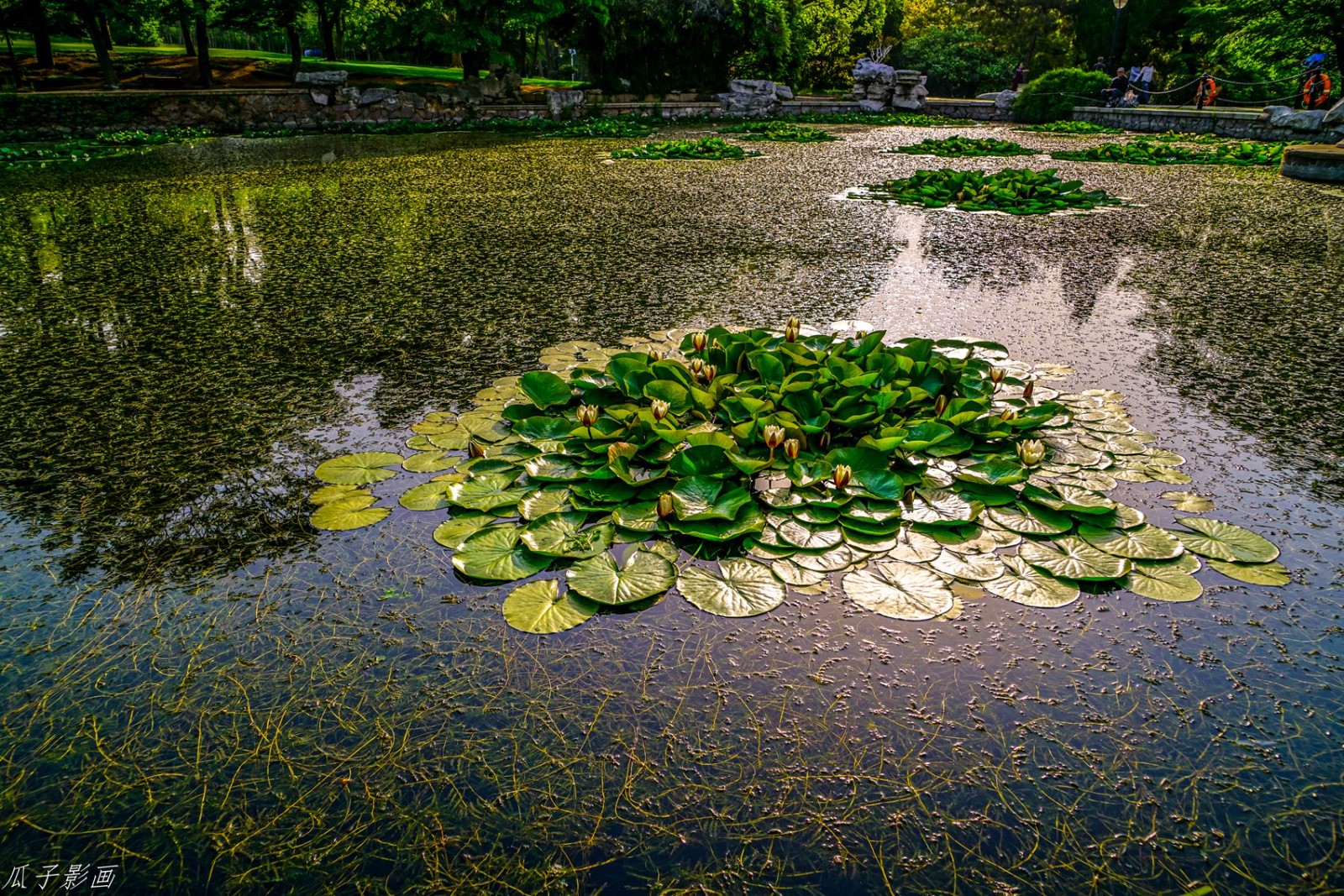 百花苑59_副本.jpg