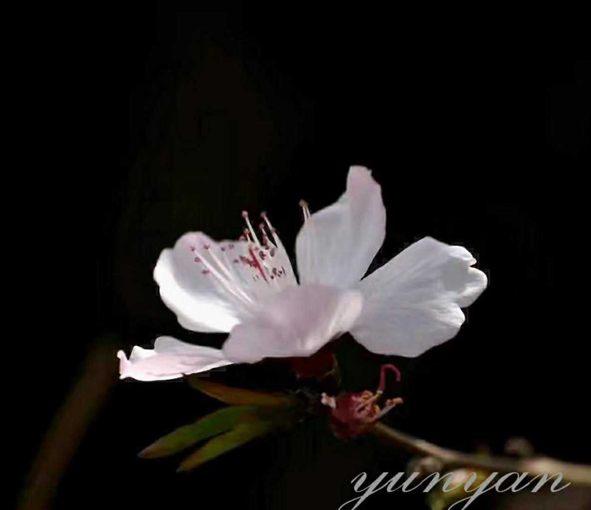 wechat_upload15842809125e6e3550b853a