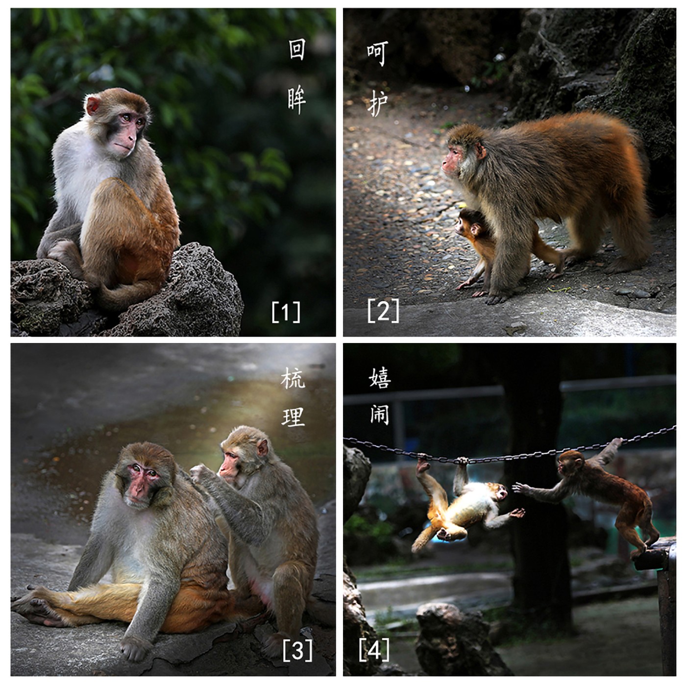 092：[和睦相处]组照动物类作者：王勇作品描述：拍摄于2017年天山野生动物园。灵性的动物总是能赋予人们美好的想象，尤其是猴子，它还能带给人们相互关爰、友好上向的力量。.jpg