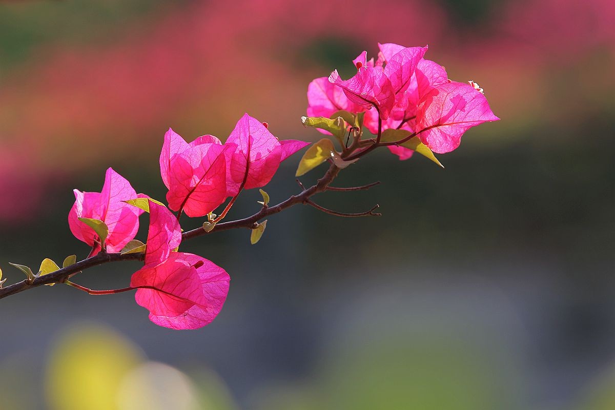 IMG_1387_副本.jpg