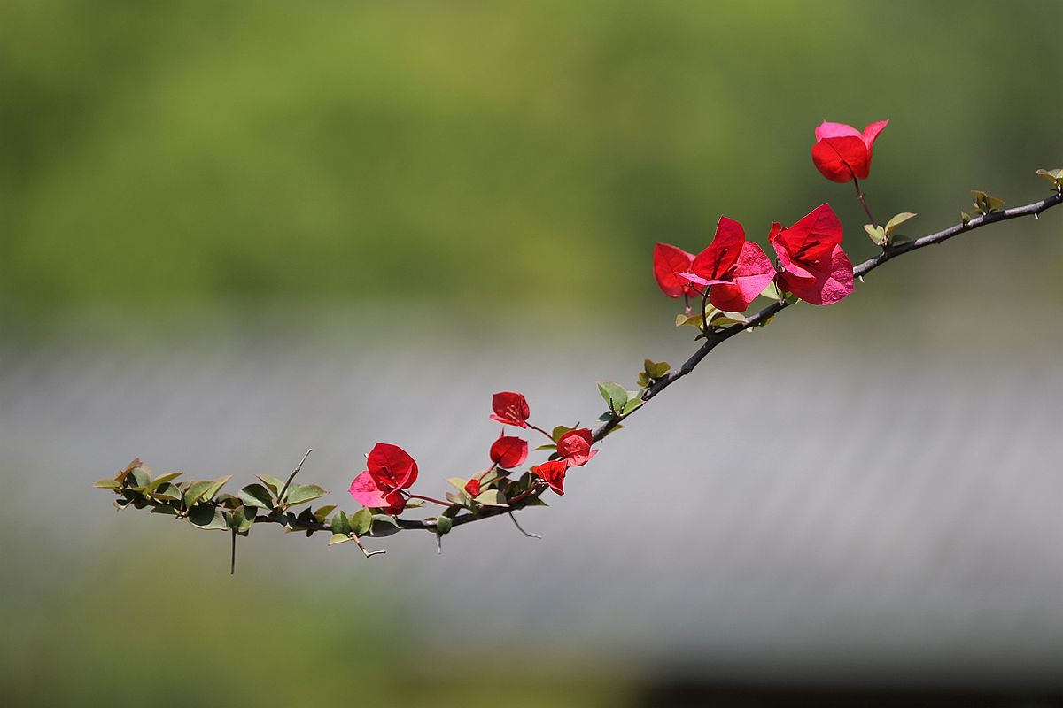 IMG_1518_副本.jpg