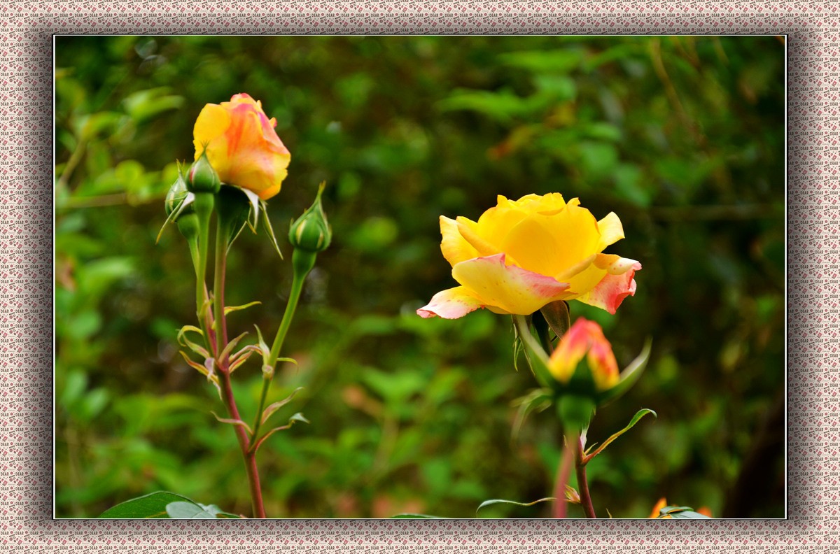 DSC_0201_副本_副本_副本.jpg