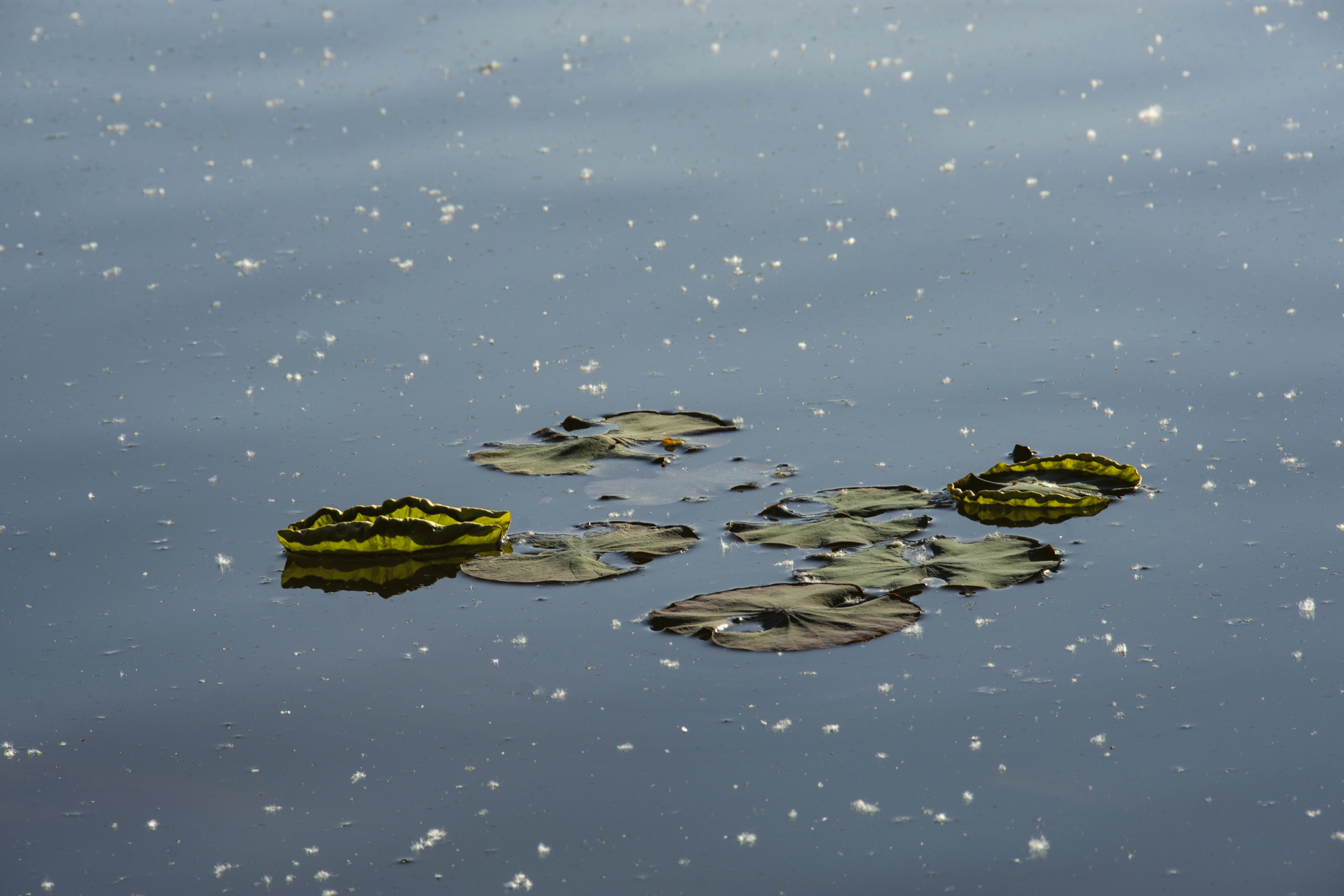 _2201227.gif