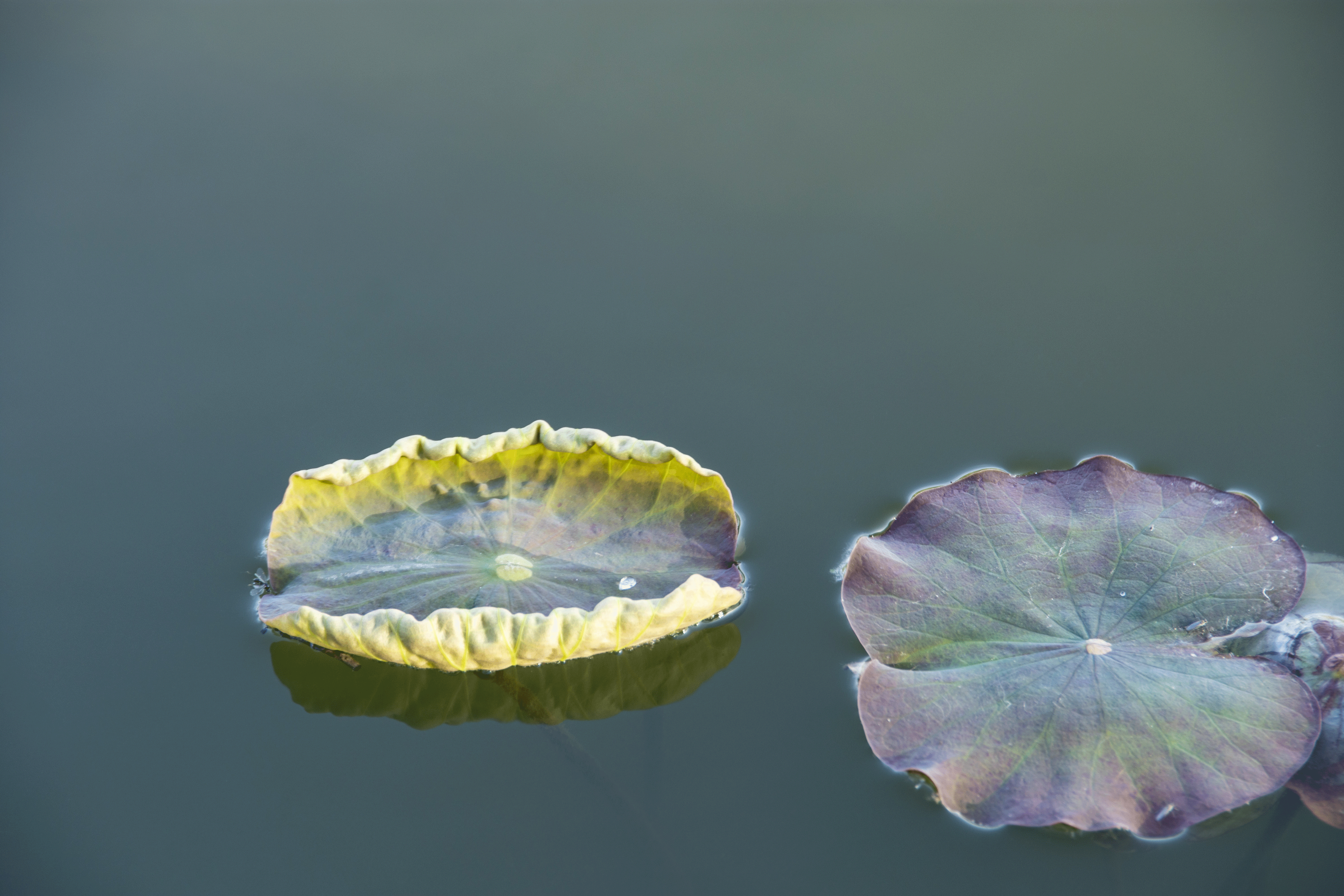 _2201233.gif