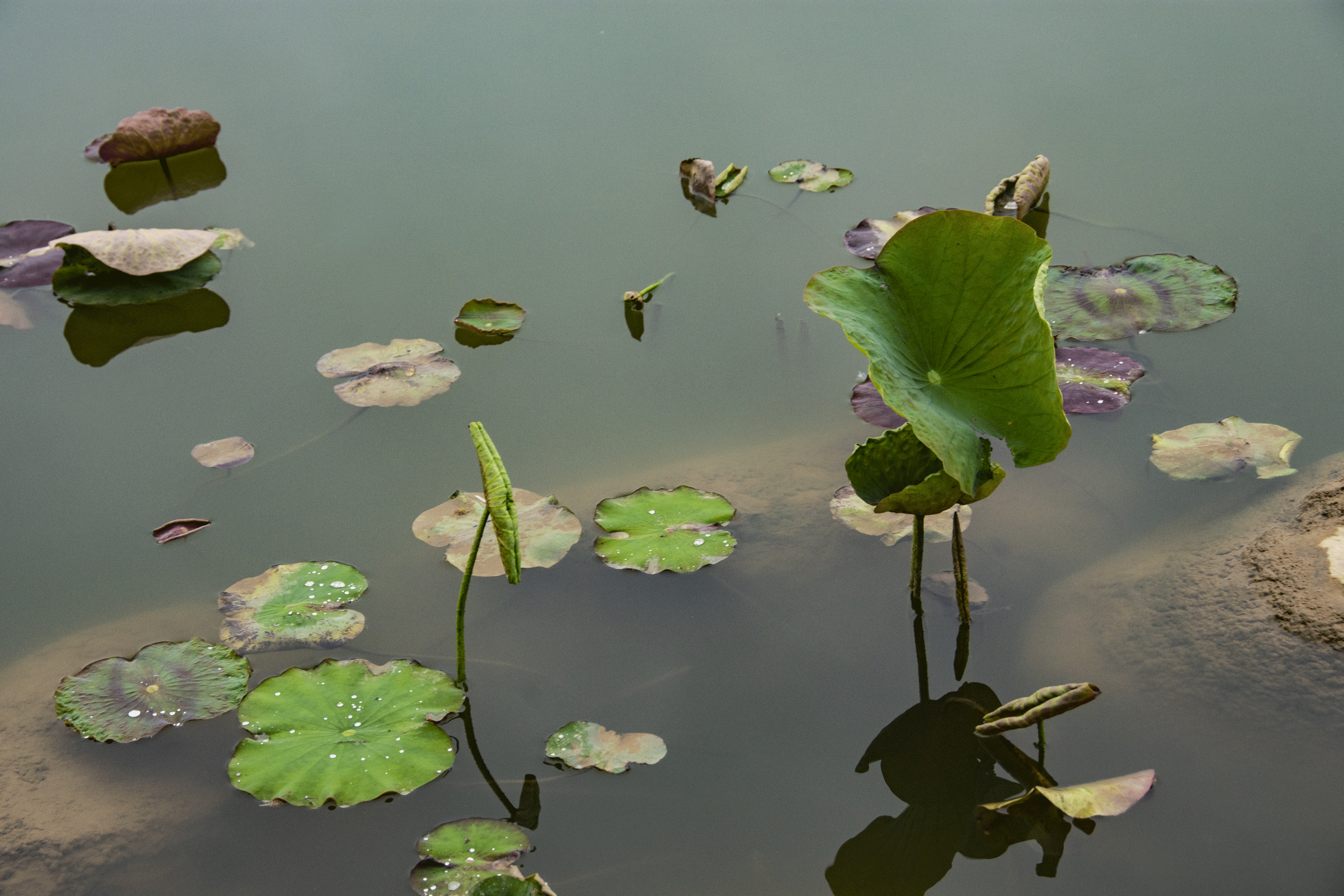 _2201362.gif