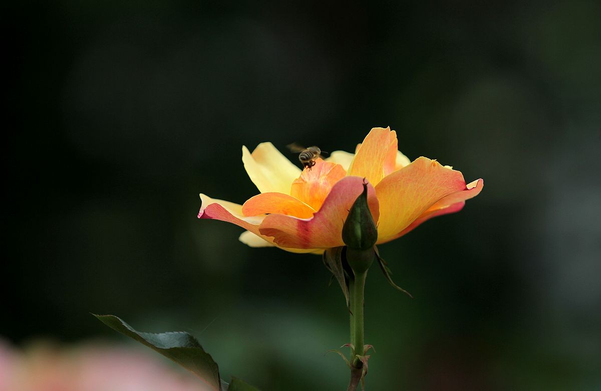 IMG_1223_副本.jpg