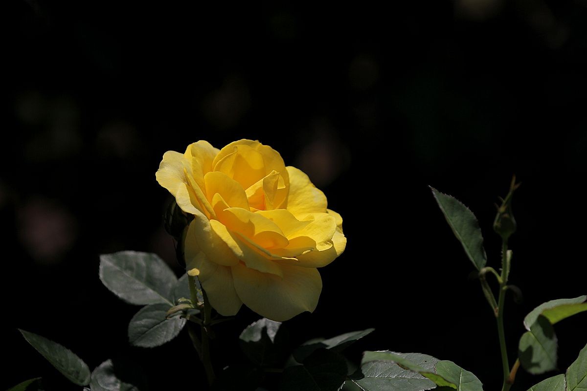 IMG_1481_副本.jpg