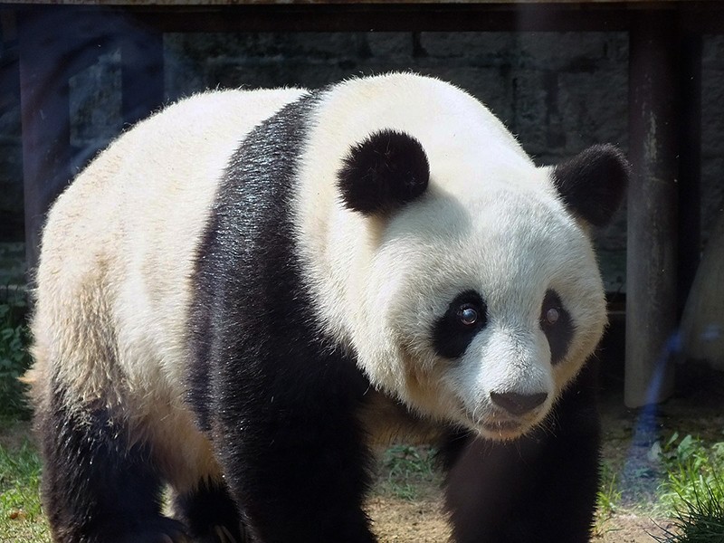 21200px-福州熊猫世界-熊猫巴斯02.jpg