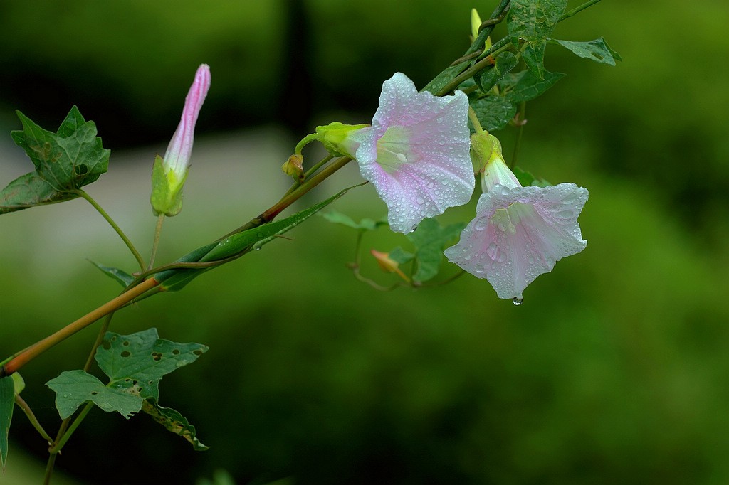 nEO_IMG_010A8601.jpg