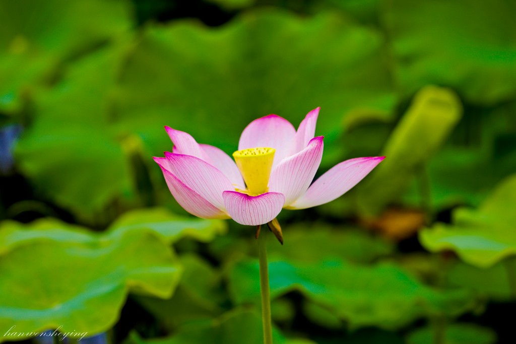 IMG_3436-副本.JPG