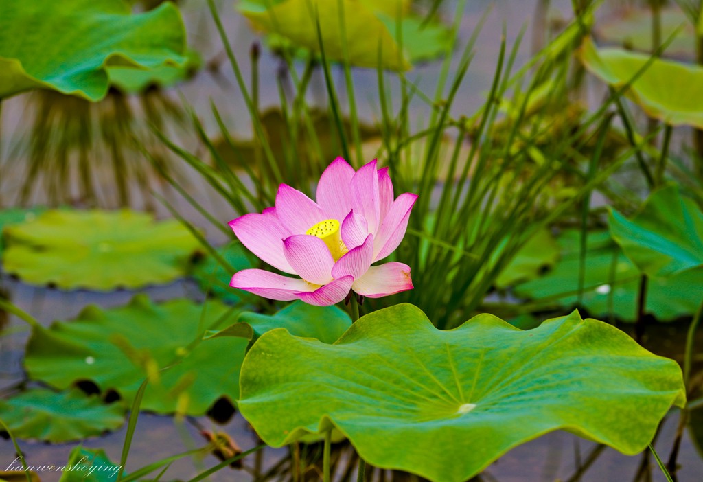 IMG_3437-副本.JPG