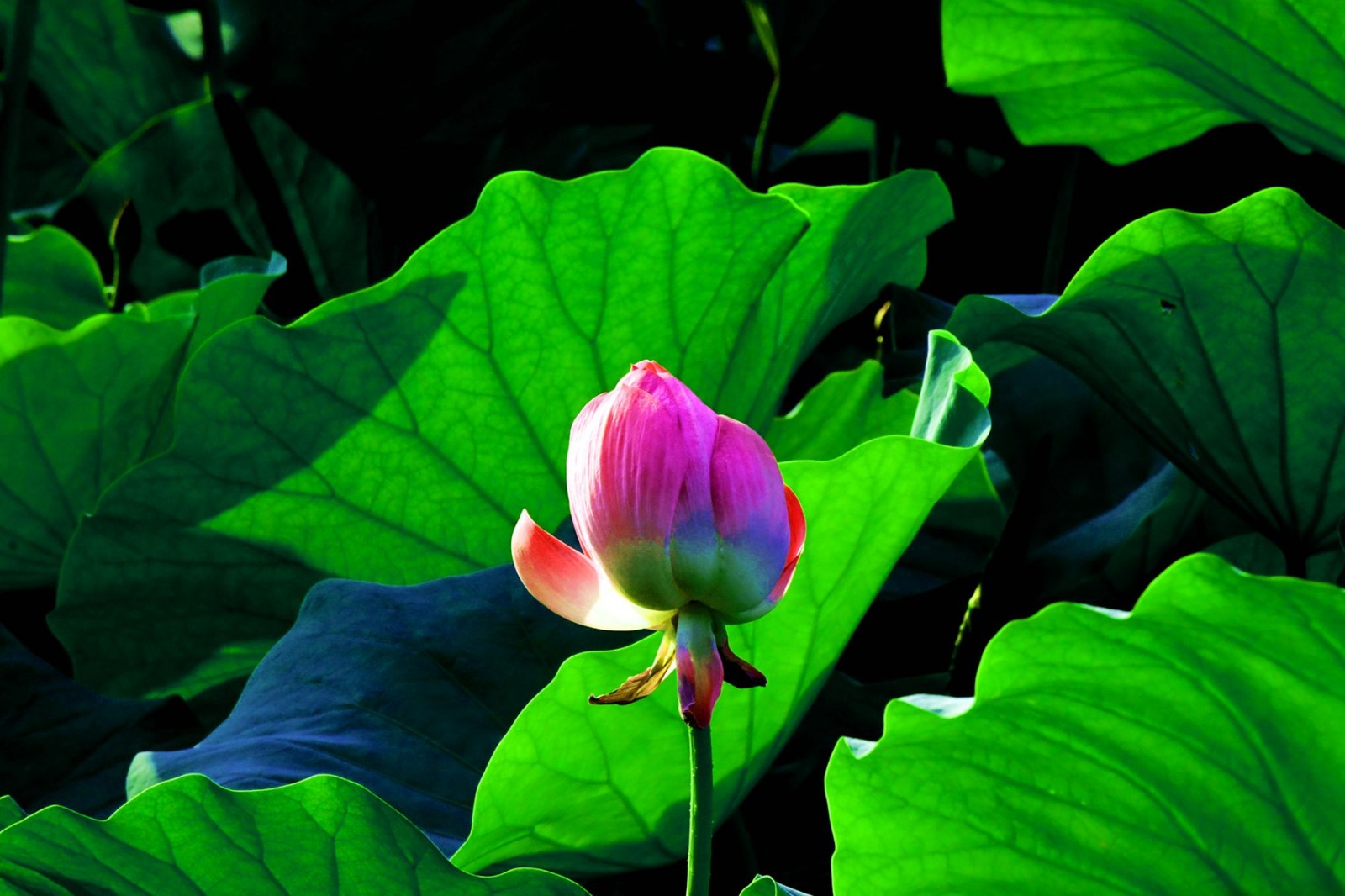 DSC_1468_副本.jpg