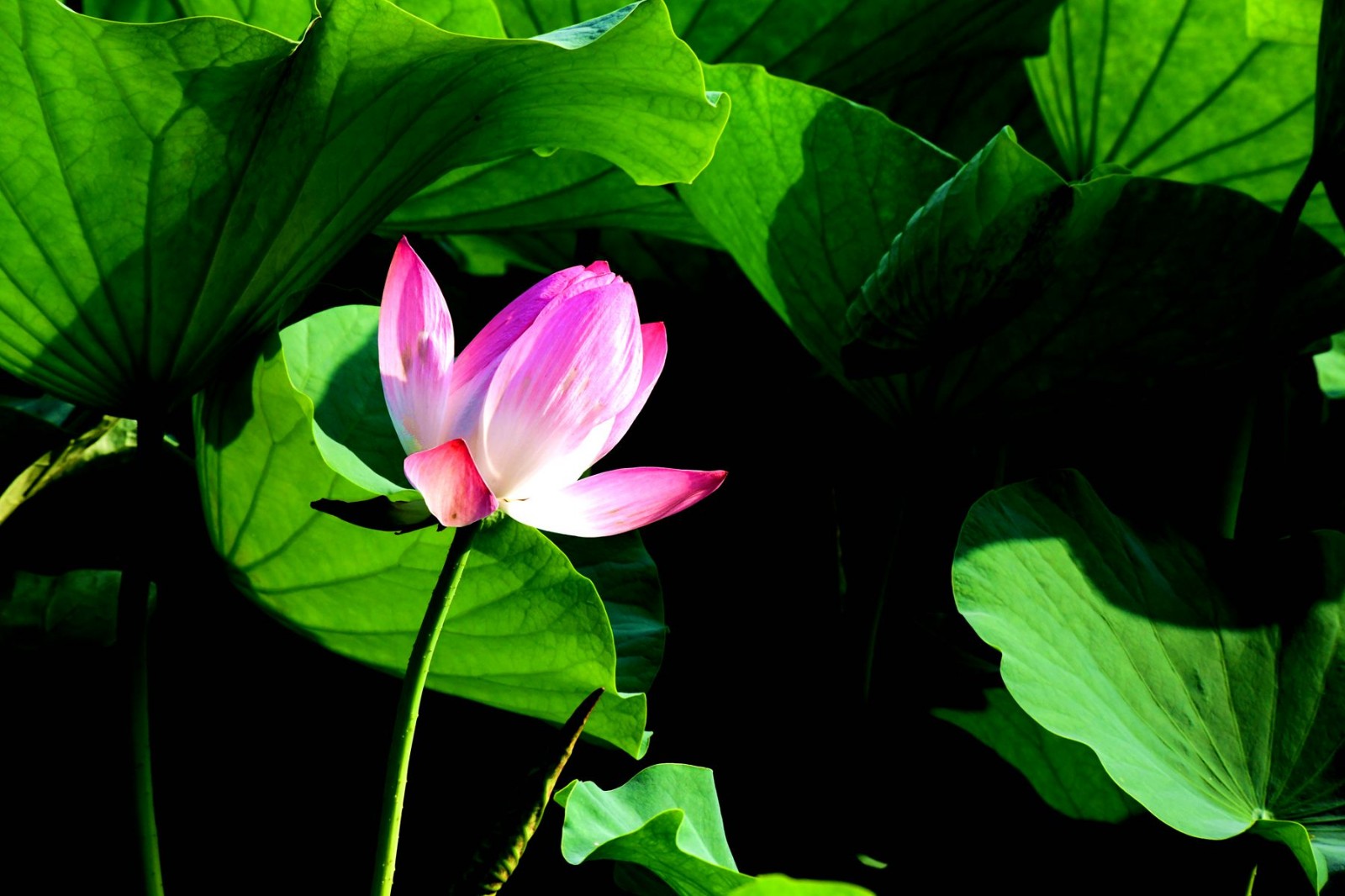DSC_1455_副本.jpg